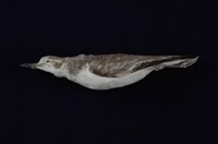 藏品(鐵嘴鴴)的圖片